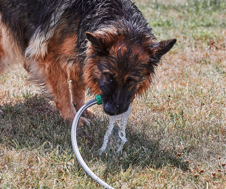Dog garden hose